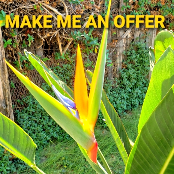 💥ACCEPTING OFFERS😍 - Picture 1 of 3